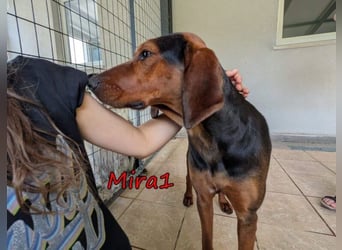 Mira1 geb. 08/2024 (GRC) - menschenbezogene Jagdhund-Mix Dame sucht ein Zuhause!