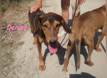 Denise geb. 06/2022 (GRC) - ausgeglichene und sanfte Griechische Jagdhhund Mix Dame!