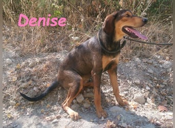 Denise geb. 06/2022 (GRC) - ausgeglichene und sanfte Griechische Jagdhhund Mix Dame!
