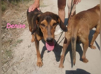 Denise geb. 06/2022 (GRC) - ausgeglichene und sanfte Griechische Jagdhhund Mix Dame!
