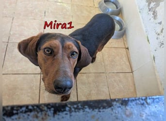 Mira1 geb. 08/2024 (GRC) - menschenbezogene Jagdhund-Mix Dame sucht ein Zuhause!