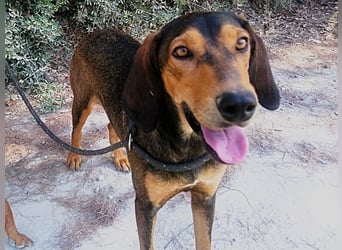 Denise geb. 06/2022 (GRC) - ausgeglichene und sanfte Griechische Jagdhhund Mix Dame!