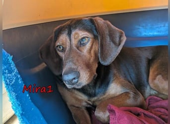 Mira1 geb. 08/2024 (GRC) - menschenbezogene Jagdhund-Mix Dame sucht ein Zuhause!