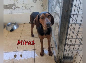 Mira1 geb. 08/2024 (GRC) - menschenbezogene Jagdhund-Mix Dame sucht ein Zuhause!
