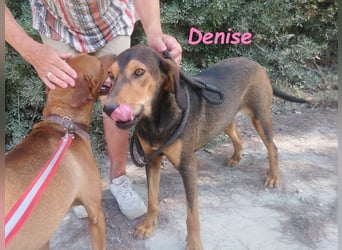 Denise geb. 06/2022 (GRC) - ausgeglichene und sanfte Griechische Jagdhhund Mix Dame!
