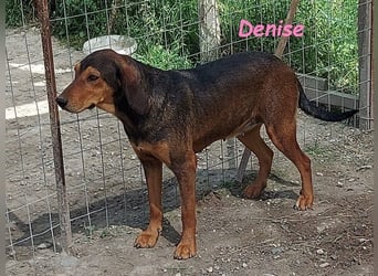 Denise geb. 06/2022 (GRC) - ausgeglichene und sanfte Griechische Jagdhhund Mix Dame!