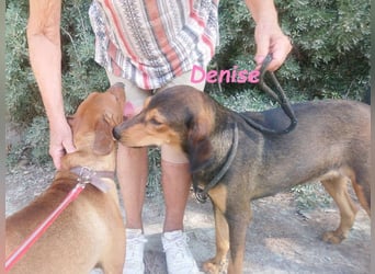 Denise geb. 06/2022 (GRC) - ausgeglichene und sanfte Griechische Jagdhhund Mix Dame!