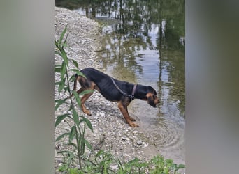 Joschi, sucht seine Herzensmenschen