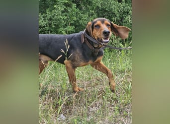 Joschi, sucht seine Herzensmenschen