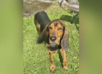 Joschi, sucht seine Herzensmenschen