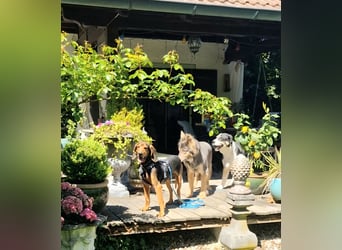 Joschi, sucht seine Herzensmenschen