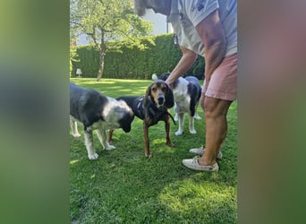 Joschi, sucht seine Herzensmenschen