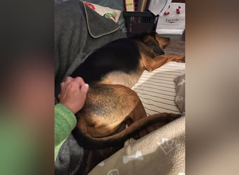Joschi, sucht seine Herzensmenschen