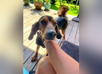 Joschi, sucht seine Herzensmenschen