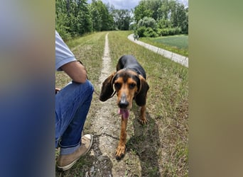 Joschi, sucht seine Herzensmenschen