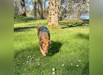 Traumhafter Brackenmix Poldi (5 J.) sucht ambitionierte Jagdhundefans!