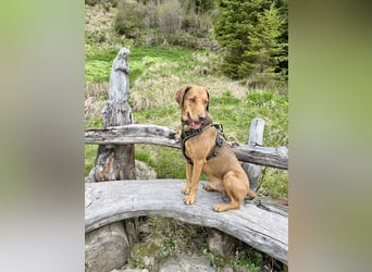 Traumhafter Brackenmix Poldi (5 J.) sucht ambitionierte Jagdhundefans!
