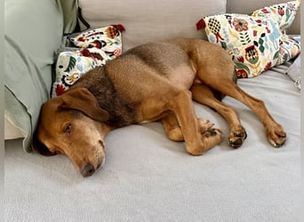 Traumhafter Brackenmix Poldi (5 J.) sucht ambitionierte Jagdhundefans!