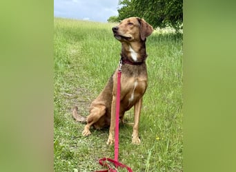 Traumhafter Brackenmix Poldi (5 J.) sucht ambitionierte Jagdhundefans!