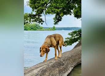Traumhafter Brackenmix Poldi (5 J.) sucht ambitionierte Jagdhundefans!
