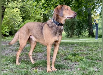 Traumhafter Brackenmix Poldi (5 J.): Perfekt für Mantrailing und Hundesport!