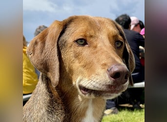 Traumhafter Brackenmix Poldi (5 J.) sucht ambitionierte Jagdhundefans!
