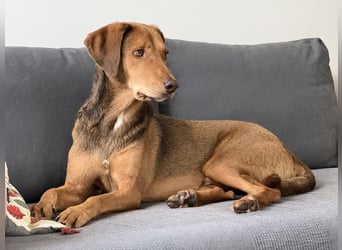 Traumhafter Brackenmix Poldi (5 J.) sucht ambitionierte Jagdhundefans!