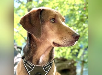 Traumhafter Brackenmix Poldi (5 J.): Perfekt für Mantrailing und Hundesport!