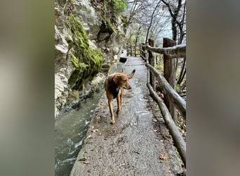 Traumhafter Brackenmix Poldi (5 J.) sucht ambitionierte Jagdhundefans!