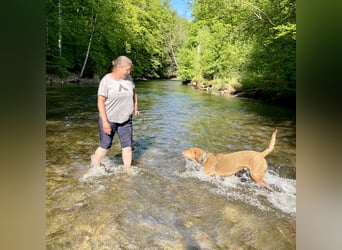 Traumhafter Brackenmix Poldi (5 J.) sucht ambitionierte Jagdhundefans!