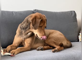 Traumhafter Brackenmix Poldi (5 J.) sucht ambitionierte Jagdhundefans!