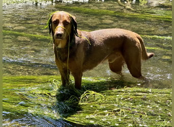 Traumhafter Brackenmix Poldi (5 J.) sucht ambitionierte Jagdhundefans!
