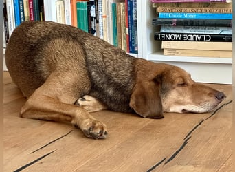 Traumhafter Brackenmix Poldi (5 J.) sucht ambitionierte Jagdhundefans!