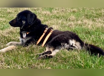 Anna - sanfte Seele, große Pfoten, noch größere Liebe