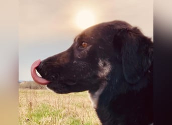 Anna - sanfte Seele, große Pfoten, noch größere Liebe