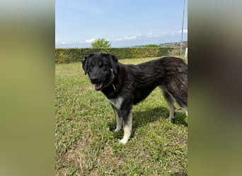 Anna - sanfte Seele, große Pfoten, noch größere Liebe