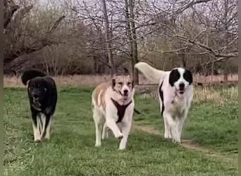 Anna - sanfte Seele, große Pfoten, noch größere Liebe