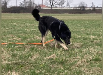 Anna - sanfte Seele, große Pfoten, noch größere Liebe