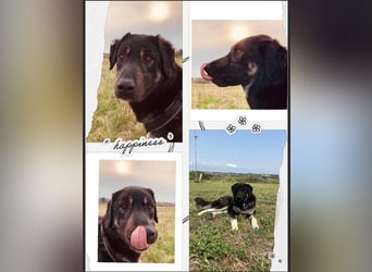 Anna - sanfte Seele, große Pfoten, noch größere Liebe