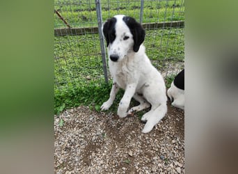 Ben - ein Freund fürs Leben