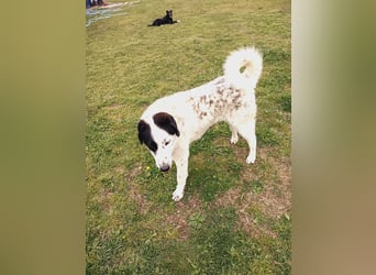 Ben - ein Freund fürs Leben