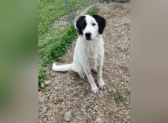 Ben - ein Freund fürs Leben