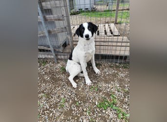 Mia - sucht Zuwendung