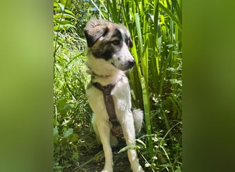 Sanfte, stattliche Junghündin, gepflegt, stubenrein, 7Mon.,rundum lieb