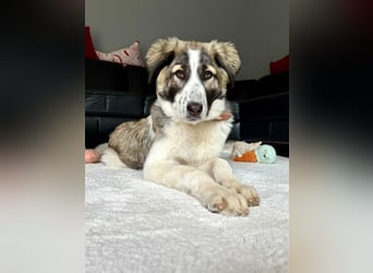 Sanfte, stattliche Junghündin, gepflegt, stubenrein, 7Mon.,rundum lieb