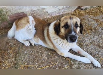 Buck – ein cooler, freundlicher Gentleman