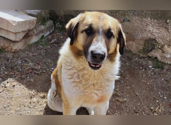 Buck – ein cooler, freundlicher Gentleman