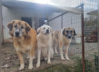 Buck – ein cooler, freundlicher Gentleman