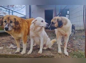 Buck – ein cooler, freundlicher Gentleman