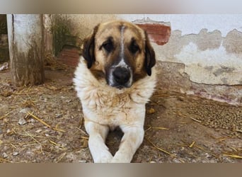 Buck – ein cooler, freundlicher Gentleman